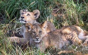 Preview wallpaper lions, cubs, animals, savanna, grass, predators, wildlife