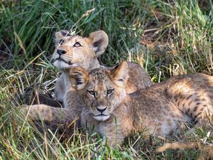 Preview wallpaper lions, cubs, animals, savanna, grass, predators, wildlife