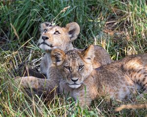 Preview wallpaper lions, cubs, animals, savanna, grass, predators, wildlife