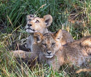 Preview wallpaper lions, cubs, animals, savanna, grass, predators, wildlife