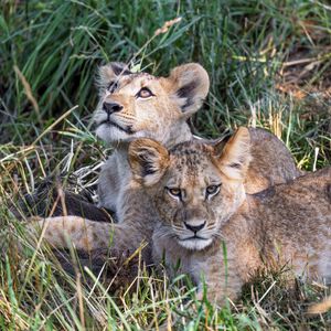 Preview wallpaper lions, cubs, animals, savanna, grass, predators, wildlife