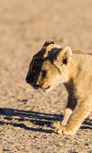 Preview wallpaper lions, cubs, walking, couple, shadow