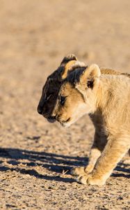 Preview wallpaper lions, cubs, walking, couple, shadow