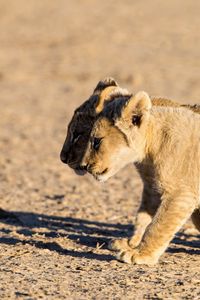 Preview wallpaper lions, cubs, walking, couple, shadow