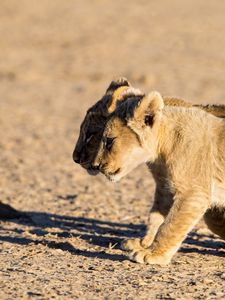 Preview wallpaper lions, cubs, walking, couple, shadow