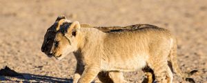 Preview wallpaper lions, cubs, walking, couple, shadow