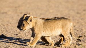 Preview wallpaper lions, cubs, walking, couple, shadow