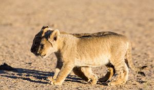 Preview wallpaper lions, cubs, walking, couple, shadow