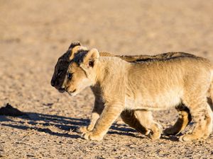 Preview wallpaper lions, cubs, walking, couple, shadow