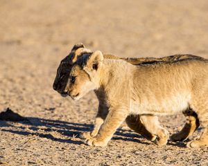 Preview wallpaper lions, cubs, walking, couple, shadow