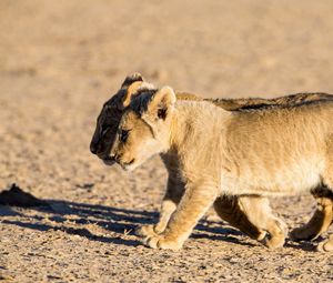 Preview wallpaper lions, cubs, walking, couple, shadow