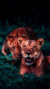 Preview wallpaper lions, cubs, wildlife, glance