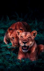 Preview wallpaper lions, cubs, wildlife, glance