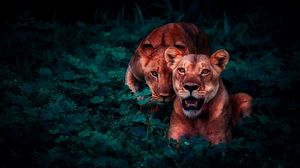 Preview wallpaper lions, cubs, wildlife, glance