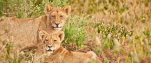 Preview wallpaper lions, family, animals, wildlife