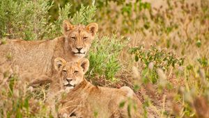Preview wallpaper lions, family, animals, wildlife