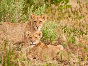 Preview wallpaper lions, family, animals, wildlife