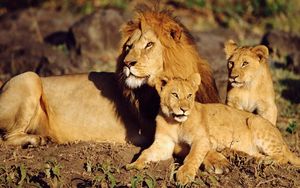 Preview wallpaper lions, family care, sun, lying