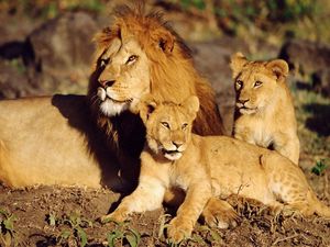 Preview wallpaper lions, family care, sun, lying