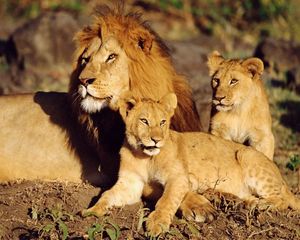 Preview wallpaper lions, family care, sun, lying