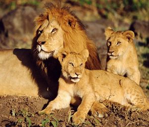 Preview wallpaper lions, family care, sun, lying