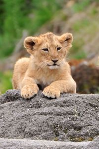 Preview wallpaper lions, family, cub, face, predators