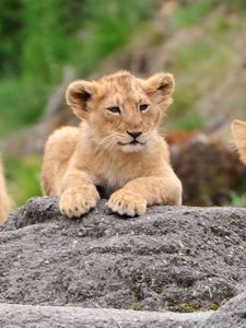 Preview wallpaper lions, family, cub, face, predators