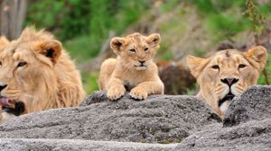 Preview wallpaper lions, family, cub, face, predators