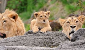 Preview wallpaper lions, family, cub, face, predators