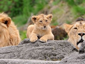 Preview wallpaper lions, family, cub, face, predators