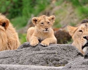 Preview wallpaper lions, family, cub, face, predators