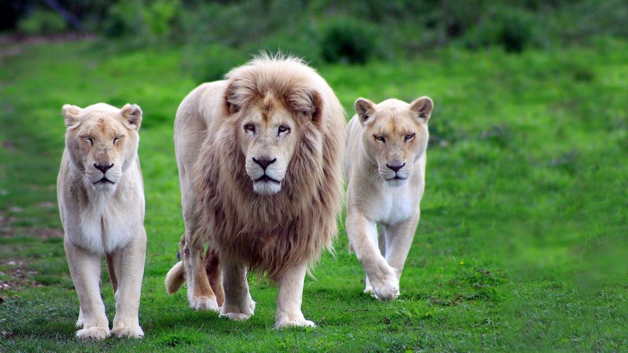 Wallpaper lions, family, grass, walk, predators