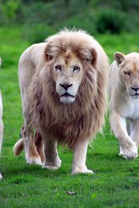 Preview wallpaper lions, family, grass, walk, predators