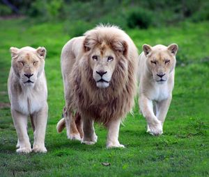 Preview wallpaper lions, family, grass, walk, predators