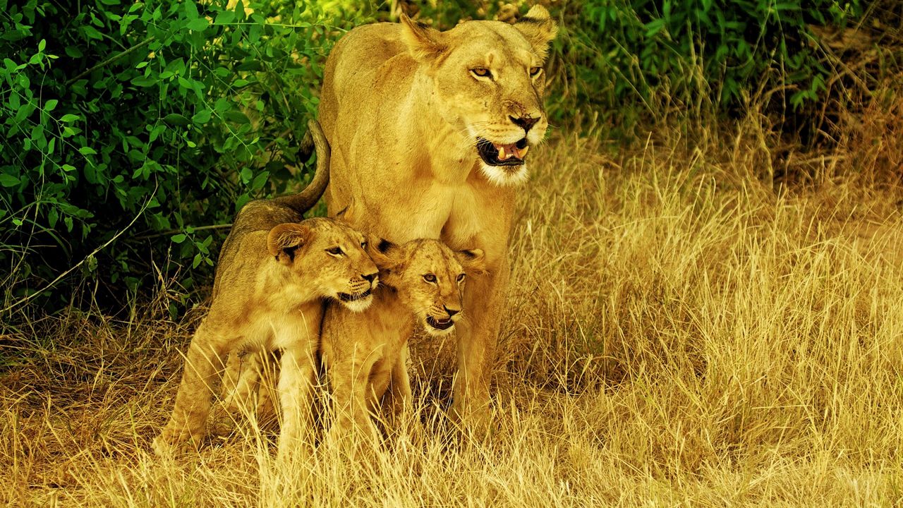 Wallpaper lions, family, grass, walk