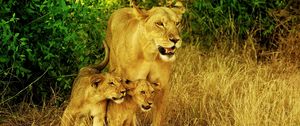 Preview wallpaper lions, family, grass, walk