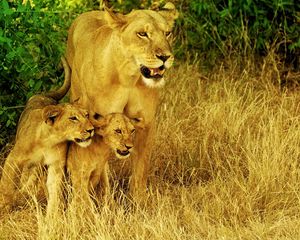 Preview wallpaper lions, family, grass, walk