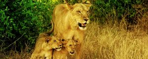 Preview wallpaper lions, family, grass, walk