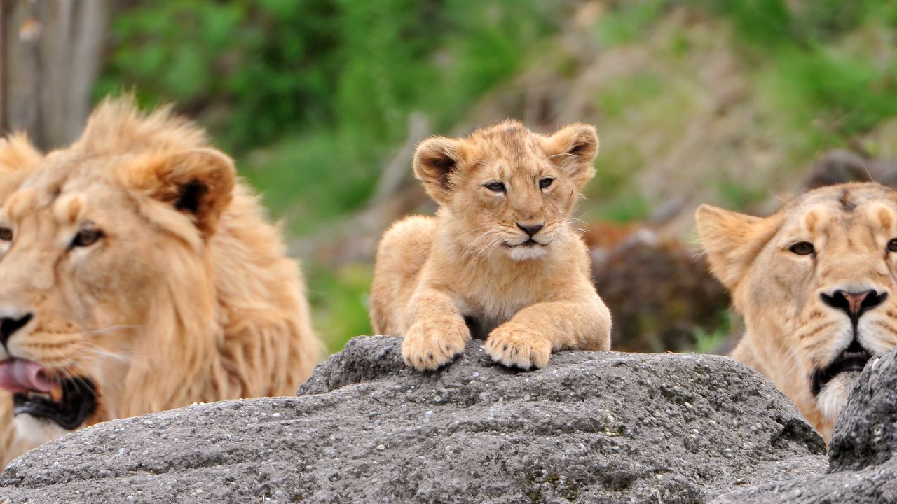 Wallpaper lions, family, lioness, lion cubs, lie