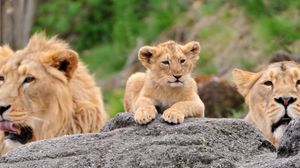 Preview wallpaper lions, family, lioness, lion cubs, lie