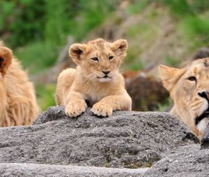 Preview wallpaper lions, family, lioness, lion cubs, lie