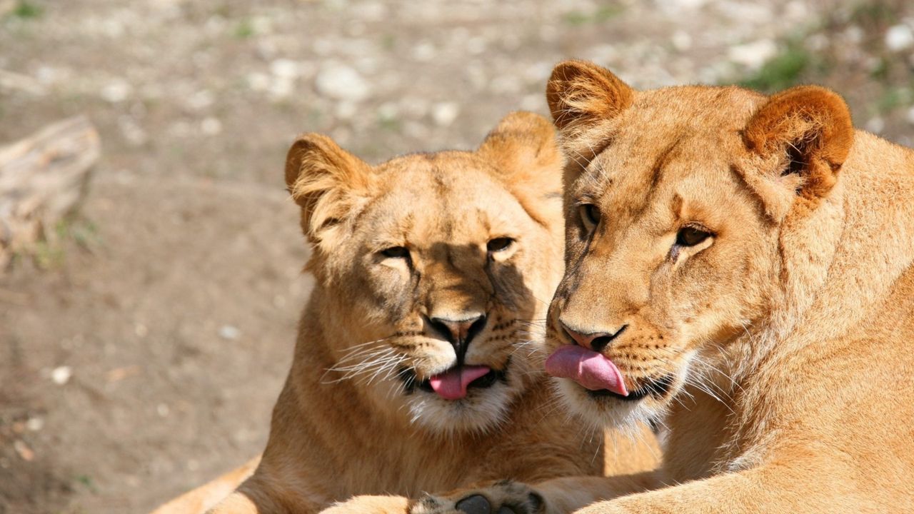 Wallpaper lions, lick, couple, face, predators