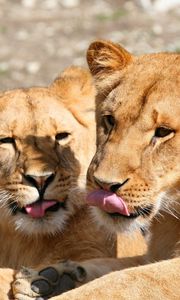 Preview wallpaper lions, lick, couple, face, predators