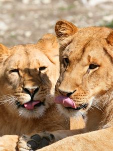 Preview wallpaper lions, lick, couple, face, predators