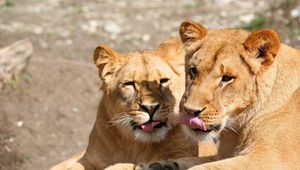 Preview wallpaper lions, lick, couple, face, predators