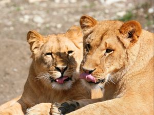 Preview wallpaper lions, lick, couple, face, predators