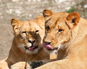 Preview wallpaper lions, lick, couple, face, predators