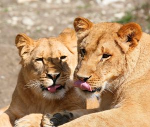 Preview wallpaper lions, lick, couple, face, predators