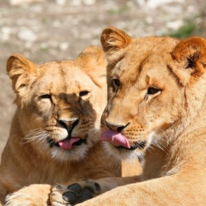 Preview wallpaper lions, lick, couple, face, predators