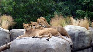 Preview wallpaper lions, lie down, stones, grass, predators